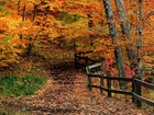 Las, Jesienią, Żółte, Pomarańczowe, Liście, Drzew