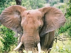 Słoń, Uszy