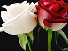 Biała, Czerwona, Róża