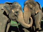 Dwa, Objęte, Słonie