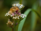 Zadowolona, Myszka, Kwiat