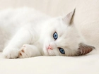 Biały, Kot, Niebieskie, Oczy