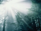 Las, Przechodzące Światło