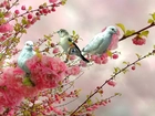 Ptaki, Kwiaty, Gałąź