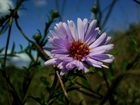 Aster, kwiatostan