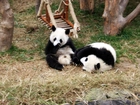 Misie, Panda, Huśtawka, ZOO