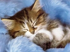 Śpiący, Kociak, Niebieskie, Futerko