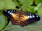 Motyl, Tygrysi
