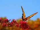Piękny, Motyl, Kwiat