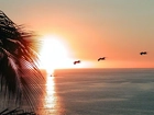 Pelikany, Morze, Zachód, Słońca, Palma