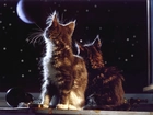 Dwa, Koty, Księżyc, Gwiazdy