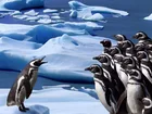 Pingwin, Przywódca