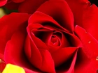 Czerwona, Róża, Płatki
