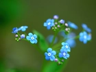 Niebieskie, Kwiatuszki, Zbliżenie, Niezapominajki