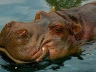 Hipopotam, Nozdrza