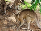 Kangury, Australia