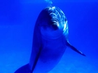 Delfin