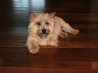 Norwich terrier