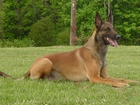 Owczarek belgijski Malinois, postawione, uszy