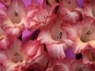 Mieczyki Gladiolus