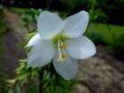 Biały, Kwiat, Wielosił