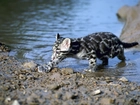 Ocelot, Rzeka