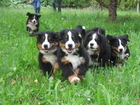 Berneńskie psy pasterskie, zielona, trawa