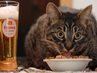 Kocia, Uczta, Piwo, Jedzenie