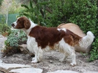 Springer spaniel walijski, kaktus