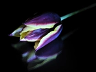 Kolorowy, Tulipan, Odbicie