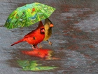 Ptaki, Parasol, Deszcz