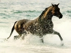 Koń, Morze, Brzeg, Woda
