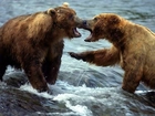 Dwa, Niedźwiedzie, Walka