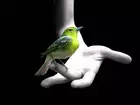 Zielony, Ptak, Ręka