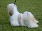 wyczesany, Lhasa Apso