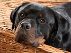 Rottweiler, Posłanie