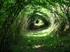 Las, Tunel, Drzewa