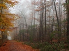 Krajobraz, Jesieni, Drzewa, Dróżka, Kolorowe, Liście