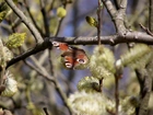 Wiosna, Motyl, Bazie