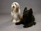 Owczarek Francuski Briard, Bearded Collie