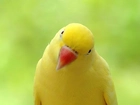 Żółta, Papuga, Aleksandretta