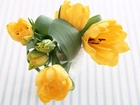 Bukiet, Żółtych, Tulipanów