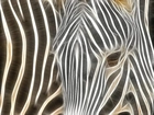 Zebra, Czarno, Białe, Pasy, Grafika