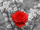 Kwiaty, Czerwona, Róża