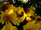 Pszczoła, Rudbekia