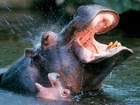 Hipopotamy, Kły, Paszcza