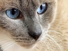 Kot, Pyszczek, Niebieskie, Oczy