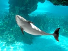 Delfin, Błękit, Oceanu