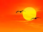 Ptak, Zachód Słońca