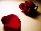 Płatek, Róża